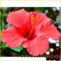 Hibiscus fragrance (flavor)