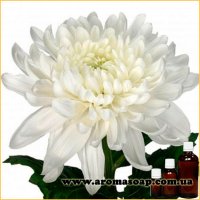 Chrysanthemum fragrance (flavor)