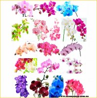 Set of Pictures on water-soluble paper of Orchids on a branch