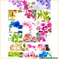 Set of Orchid Picture on water-soluble paper