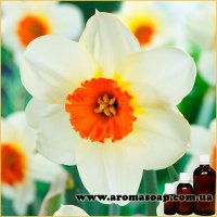 Narcissus fragrance (flavor)